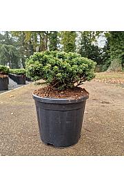 Abies koreana Brillant C11 Lit. 30/+ cm