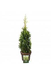 Thuja occ. Degroot Spire C2.5 Lit. 40-50 cm