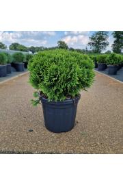 Thuja occidentalis Danica C6 Lit. 25-30 cm
