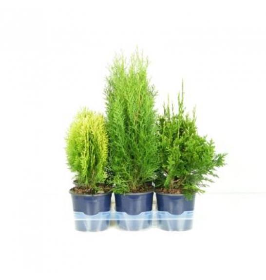 Thuja Mix Ø15 20-30 cm