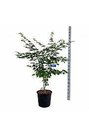 Acer pseudosieboldianum Arctic Jade® C30 Lit. 125-150 cm extra