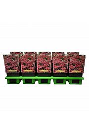 Achillea millefolium Milly Rock Rose Ø11