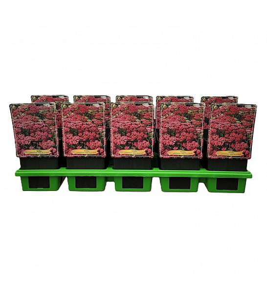 Achillea millefolium Milly Rock Rose Ø11