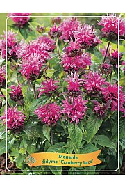 Monarda didyma Cranberry Lace Ø11