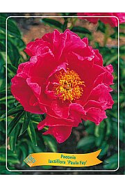 Paeonia lactiflora Paula Fay Ø11