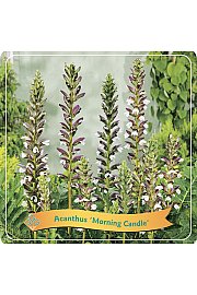 Acanthus Morning Candle C5 Lit.