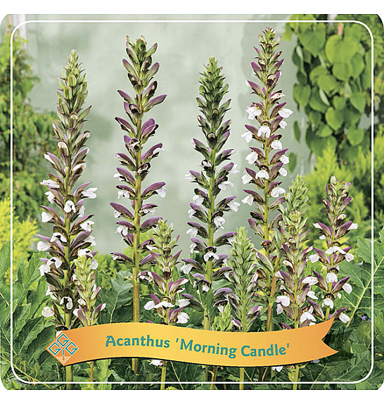 Acanthus Morning Candle C5 Lit.