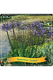Agapanthus Sunfield C5 Lit.