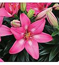 Lilium Rozalynn Ø11