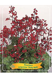 Heuchera sanguinea Ruby BellsØ11