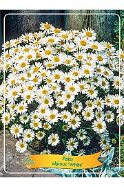 Aster alpinus White Ø11