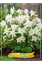 Aquilegia caerulea Spring Magic® White Ø11