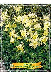 Aquilegia caerulea Spring Magic® Yellow Ø11