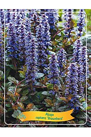 Ajuga reptans Braunherz Ø11