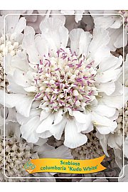 Scabiosa columbaria Kudo White Ø11