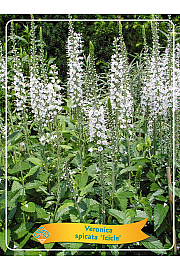Veronica spicata Icicle Ø11