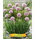 Allium senescens Lisa Green Ø11