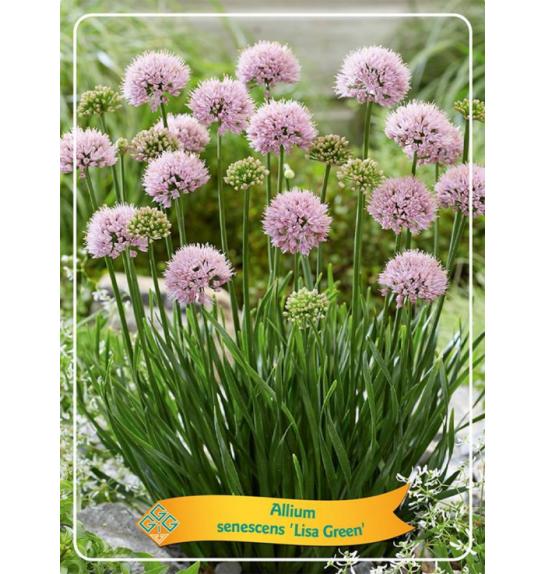 Allium senescens Lisa Green Ø11