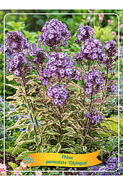 Phlox paniculata Olympus Ø11