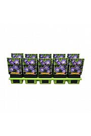 Geranium hybride 'Rozanne' Ø11