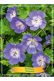Geranium hybride 'Rozanne' Ø11