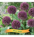 Allium Ostara C5 Lit.