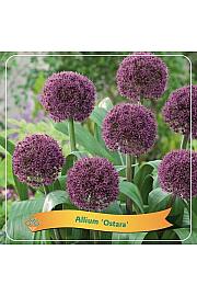 Allium Ostara C5 Lit.
