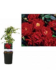 Rosa Ruby Queen C1 Lit. 20-30 cm