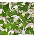 Clematis alpina Willy C1 Lit. 20-30 cm