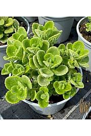 Cucuban Origanum Ø14