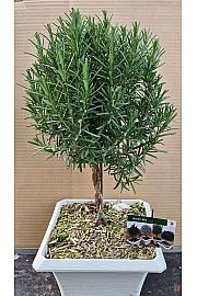 Rosmarinus officinalis Ø23x23 Na Steblu 20 cm bonsai