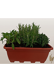 Dišavnice mix 40 cm plastično korito