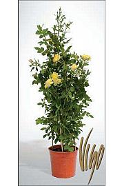 Rosa hybrid Mix C5 Lit. 80-100 cm piramida
