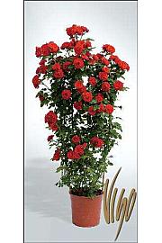 Rosa hybrid Mix C5 Lit. 80-100 cm špalir