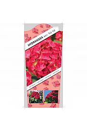 Hydrangea macrophylla Red C5 Lit. 15-20 cm