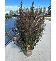 Physocarpus op. Little Devil® C10 Lit. 50-60 cm