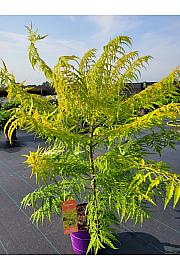 Rhus typhina Tiger Eyes® C10 Lit. 80-100 cm