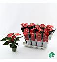 Anthurium andr. Ø12 Crveni