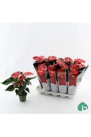 Anthurium andr. Ø12 Red
