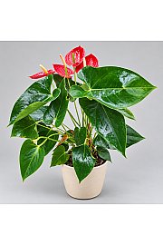 Anthurium andr. Ø12 Red