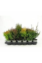 Taxus Mix Ø9