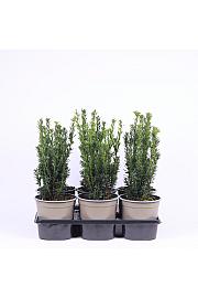 Taxus media Hillii Ø15 20-30 cm