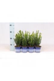 Taxus media Hillii Ø11 10-15 cm