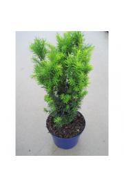 Taxus media Hicksii C5 Lit. 40-60 cm
