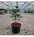 Sciadopitys verticillata Green Diamond C3 Lit. 20-25 cm