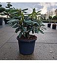 Rhododendron (T) Marcel Menard C12 Lit. 40-50 cm