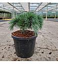 Cedrus libani Hedgehog C6 Lit. 25-30 cm