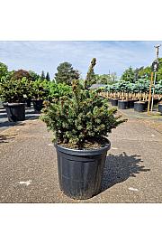 Picea pungens Luckey Strike C18 Lit. 40-50 cm