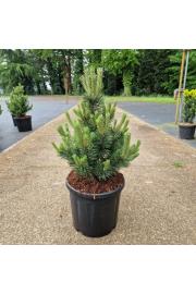 Pinus mugo Gnom C15 Lit. 40-50 cm
