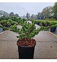 Pinus banksiana Velda C8 Lit. 30-40 cm